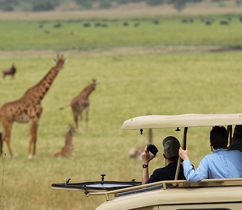 A game drive vehicle with tourists watching over giraffes.