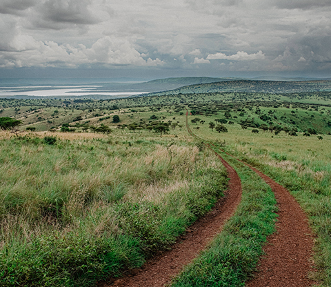 A vehicle pathway in a savanna landscape.